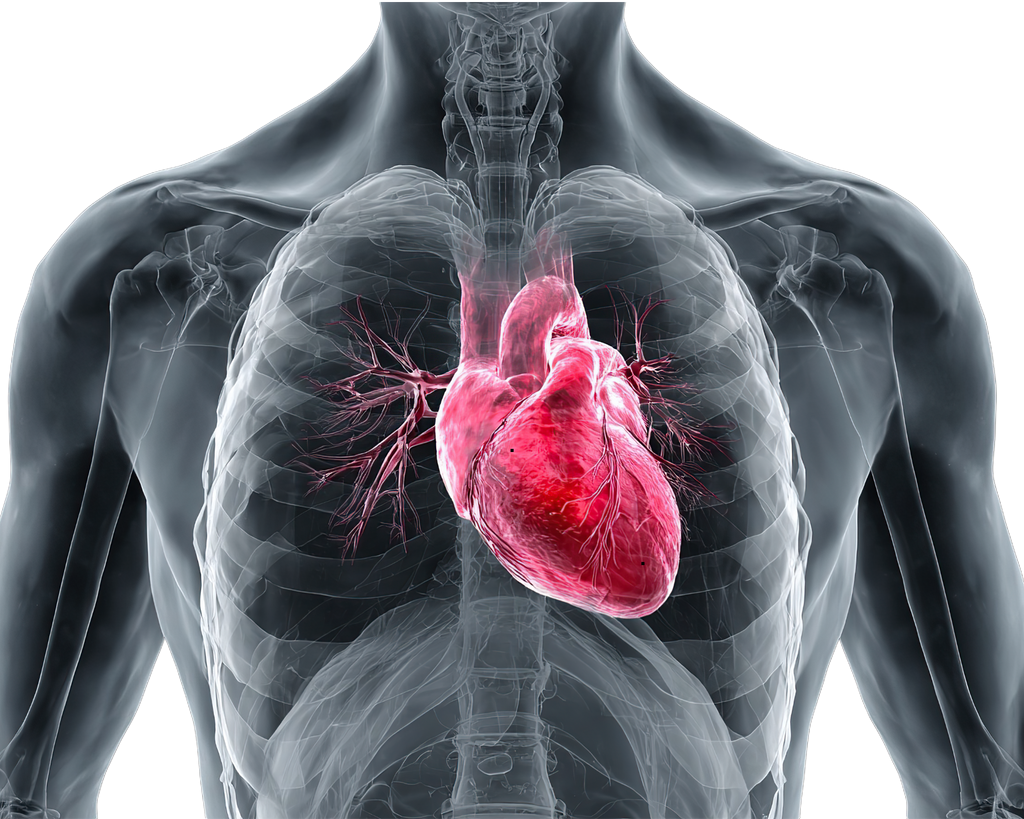 Cardiovascular Health